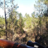 Tim's wooded view from his stand 12-27-2012