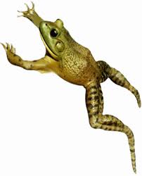 frog jumping