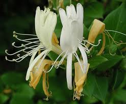 honeysuckle