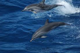 Dolphins jumping in the ocean