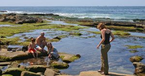 new life in a tide pool ocean