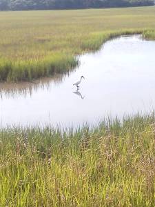Living estuary tidal pool tide pool