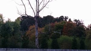 a-fall-scene-behind-vann-york